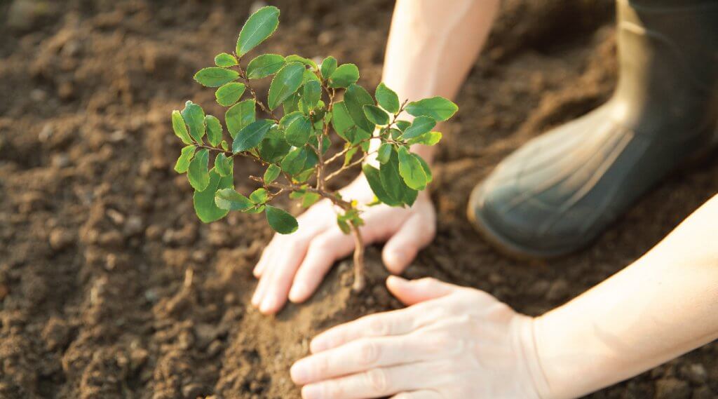 Hands planting a tree