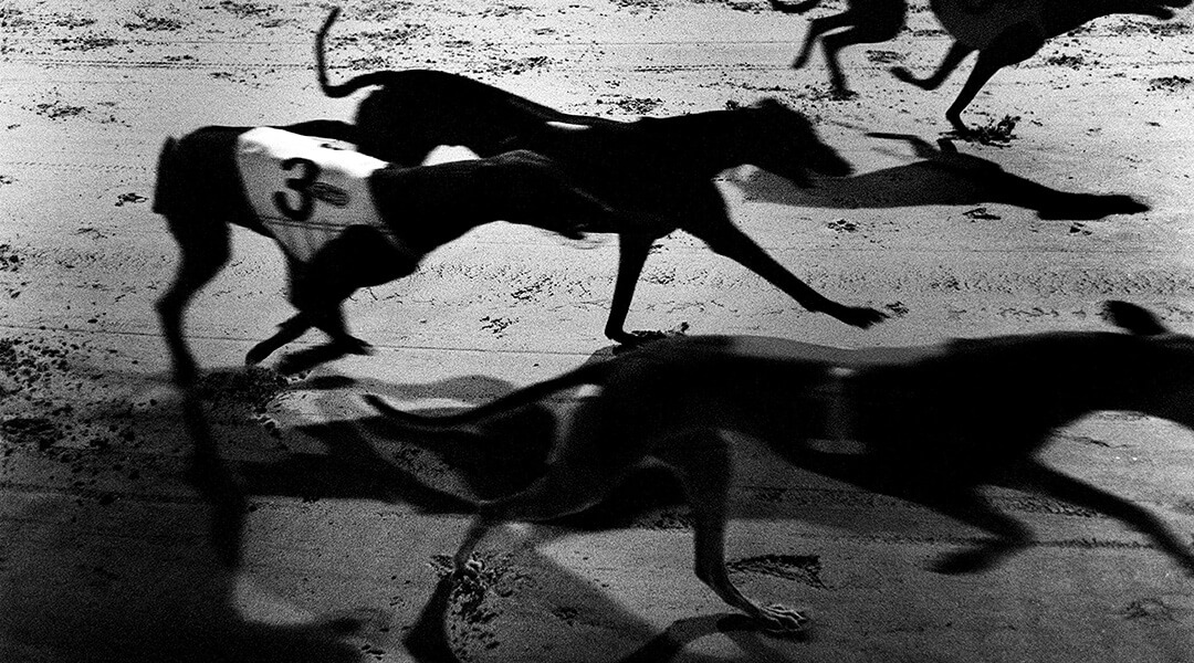 Vintage black & white image of four greyhounds mid-race.