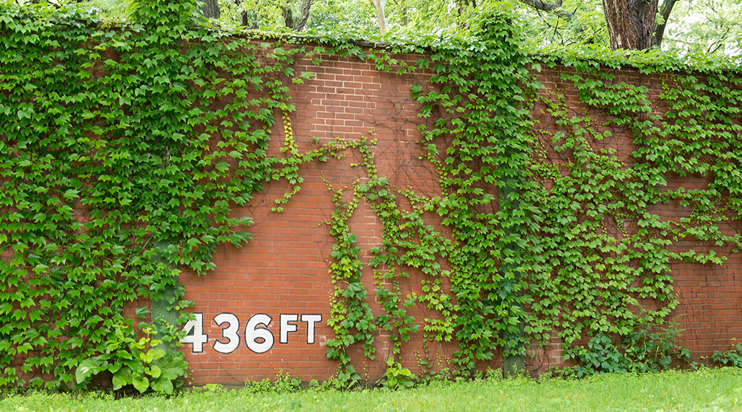 Old brick baseball field wall overgrown with ivy. Forbes Field in Oakland section of Pittsburgh.
