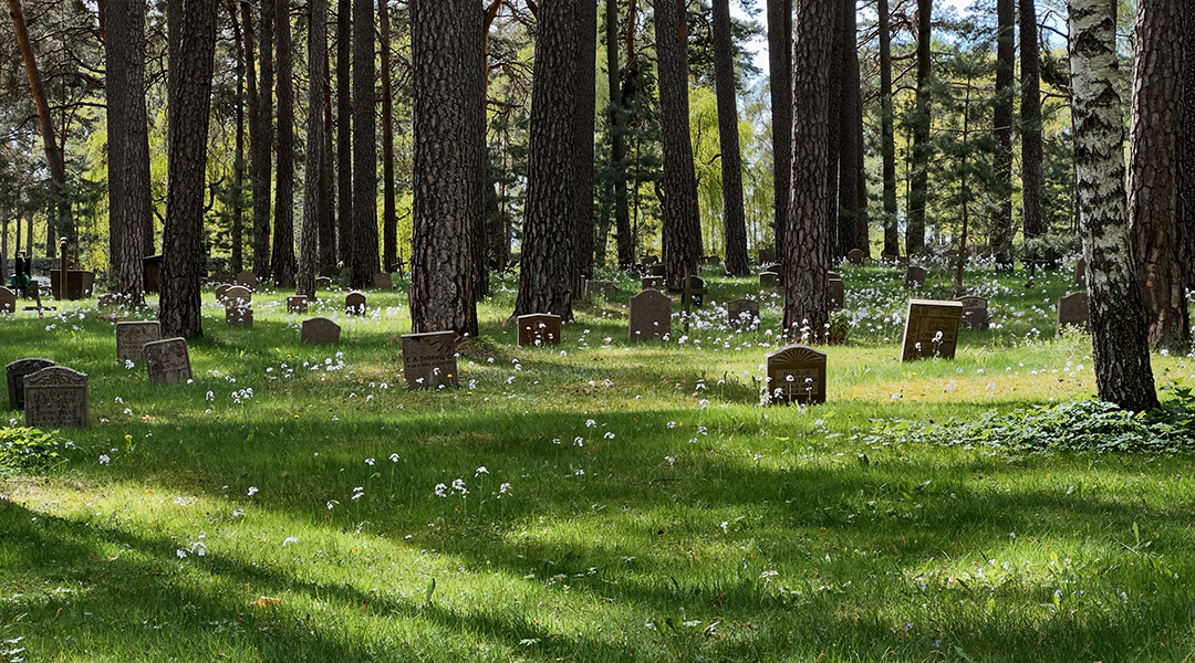 A grassy area in the woods that used to be a cemetery, many headstones still in the space.