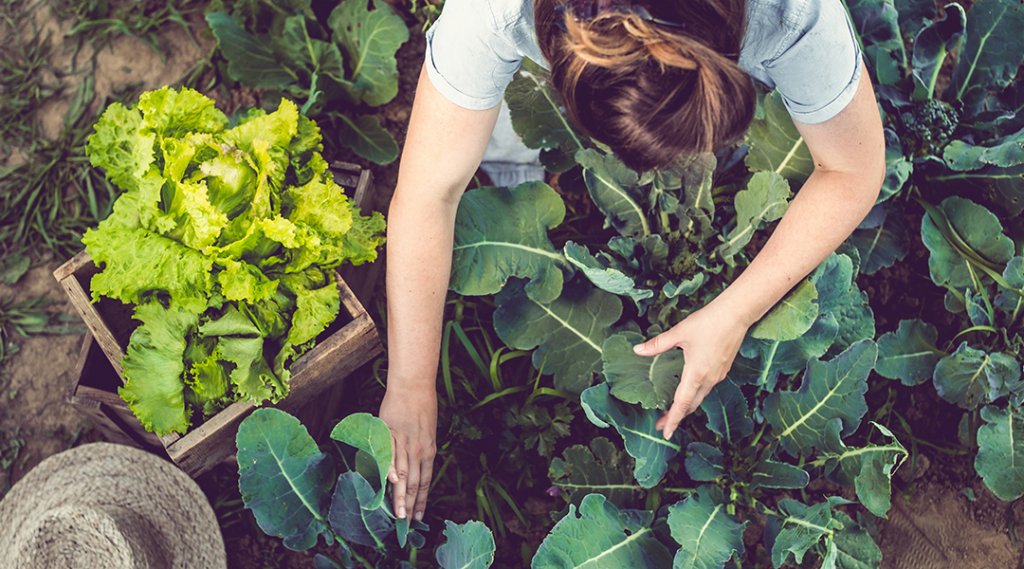 Overhead shot of a person harvesting lettuce from the garden.