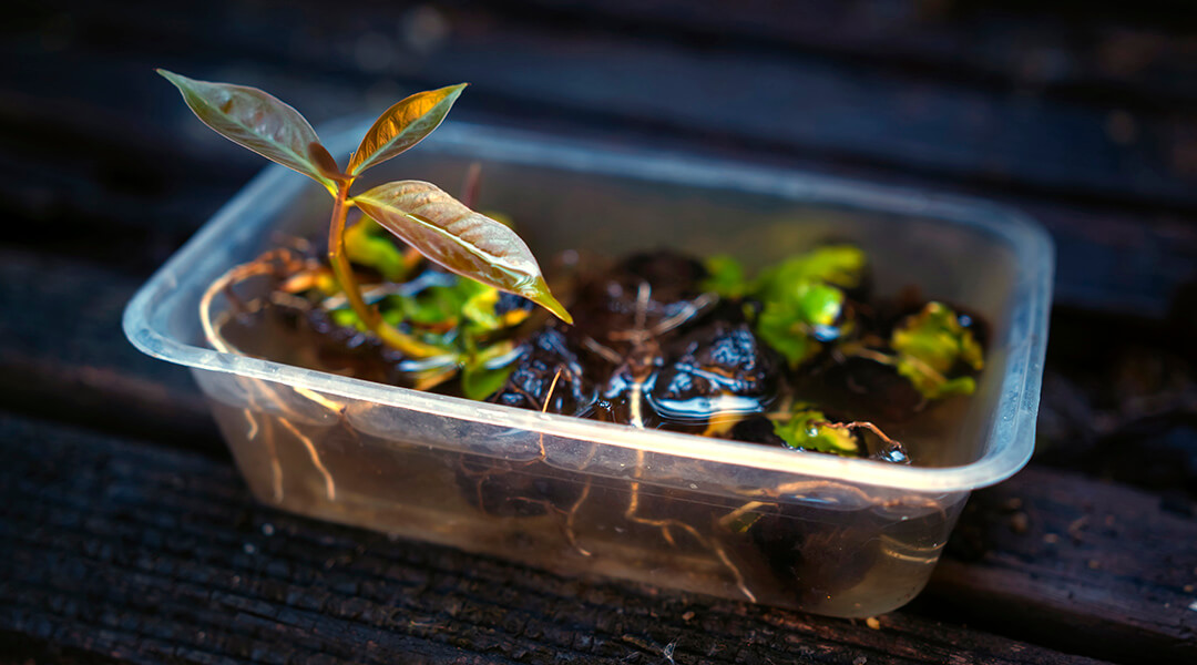 Seedling young plants in used plastic bin of water.