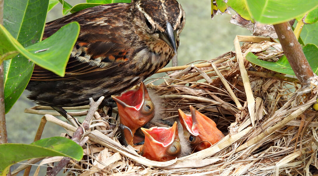 A bird watches over the three young chicks in its nest.