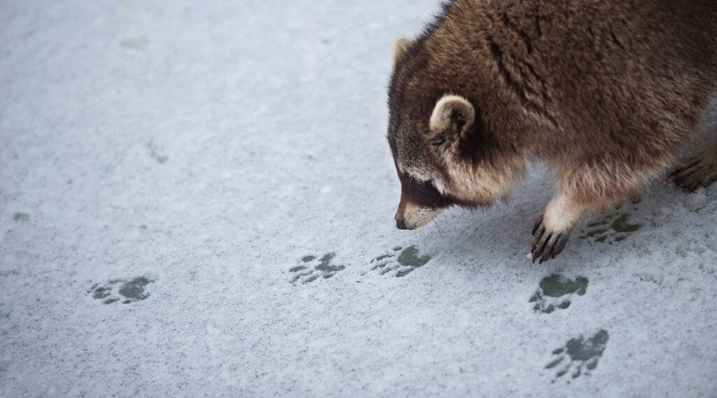 A raccoon inspects a critter's tracks left in a light snowfall.