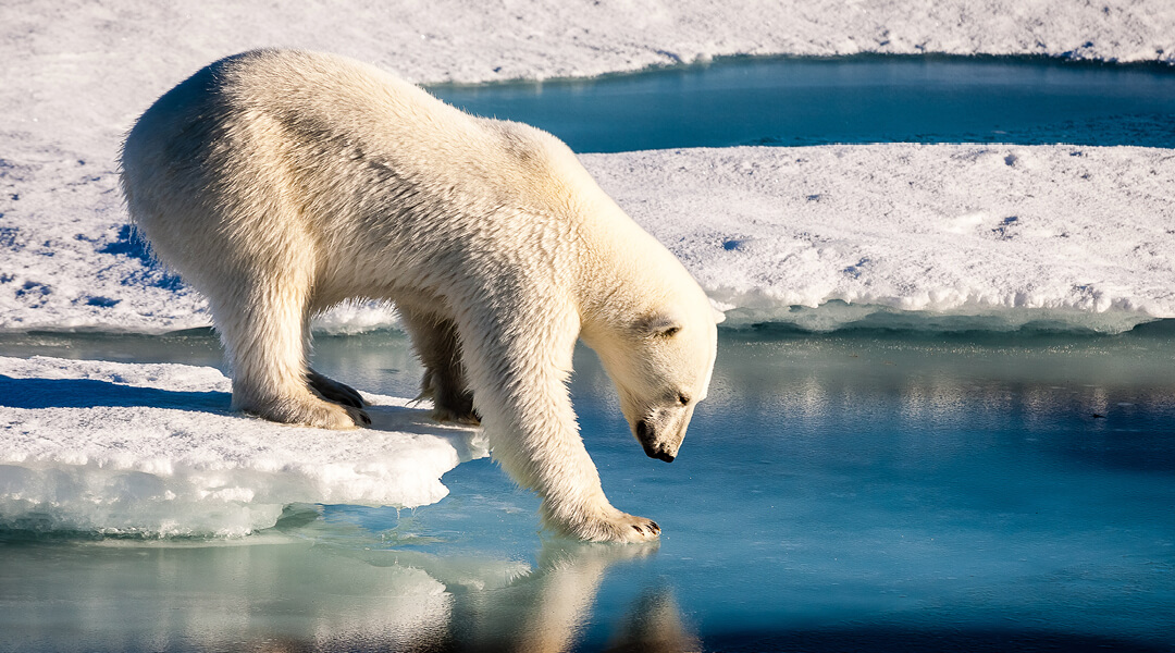 A polar bear puts one paw on a frozen river, testing the ice.