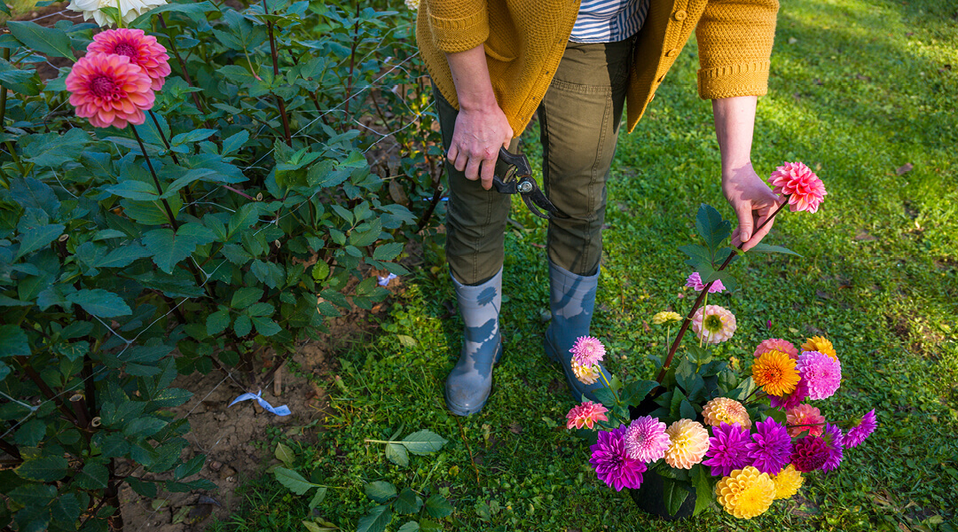 An unidentifiable adult trims flowers from their blooming garden to assemble in a bouquet.